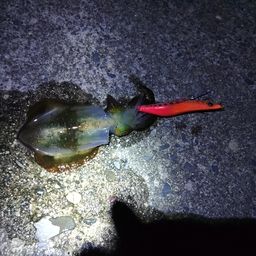 アオリイカ