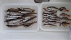 キスの釣果