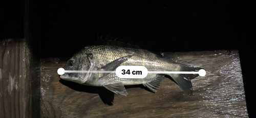 クロダイの釣果