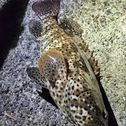 ヤイトハタ