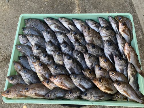 釣果