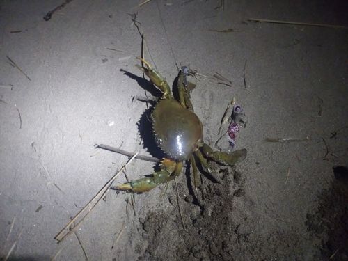 トゲノコギリガザミの釣果