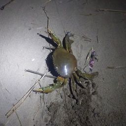 トゲノコギリガザミ