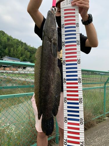 釣果