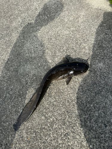 小田川
