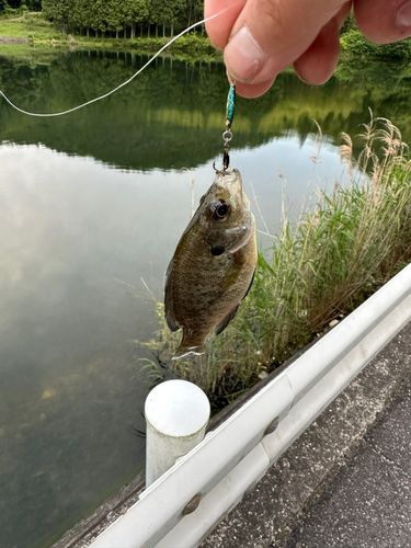 釣果