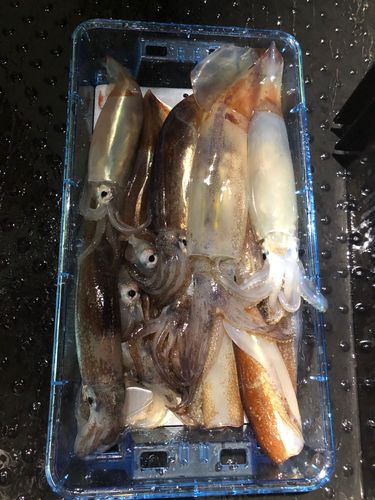 スルメイカの釣果