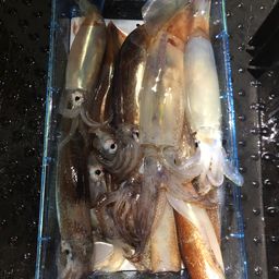 スルメイカ