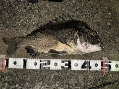 クロダイの釣果