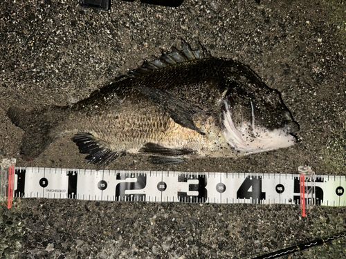 クロダイの釣果