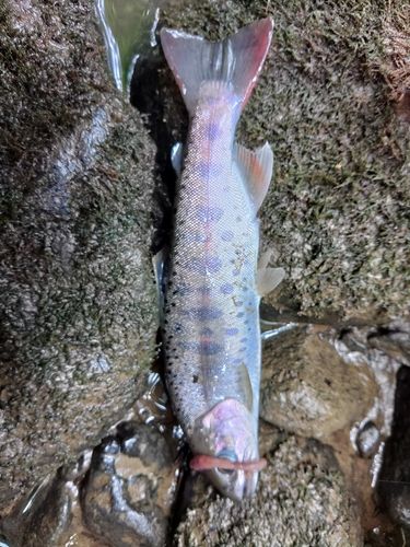 ヤマメの釣果