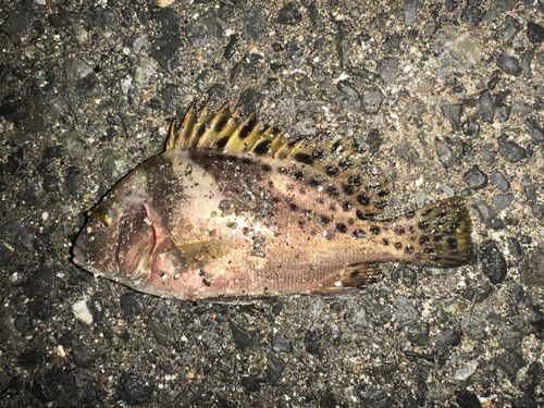 コショウダイの釣果