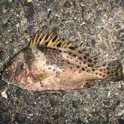 コショウダイ