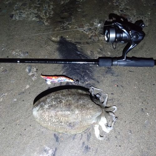 モンゴウイカの釣果
