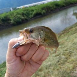 ブラックバス