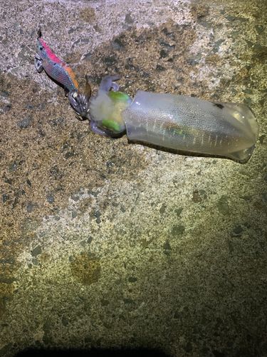 アオリイカの釣果