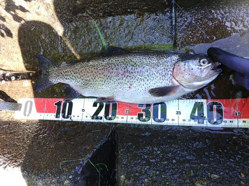 ニジマスの釣果