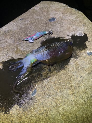 アオリイカの釣果