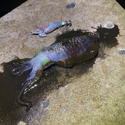 アオリイカ