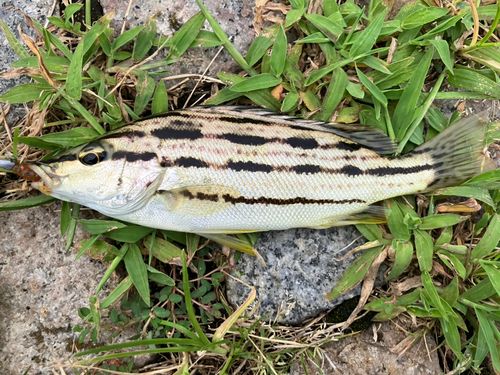 シマイサキの釣果