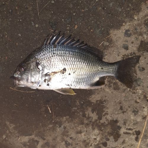 キチヌの釣果
