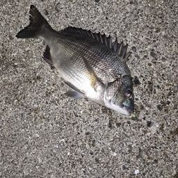 チヌ