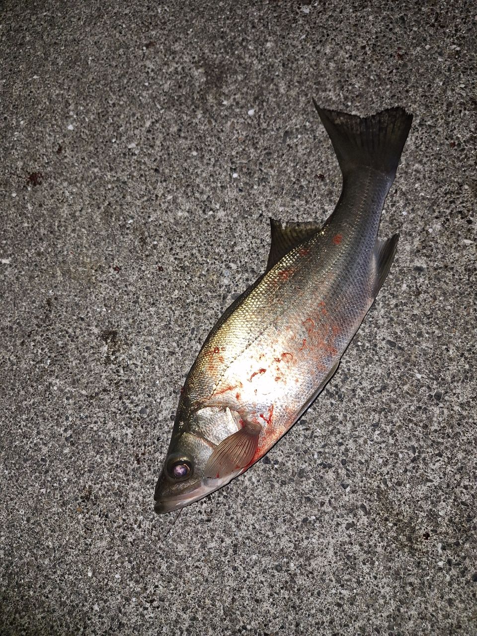 セイゴ（ヒラスズキ）