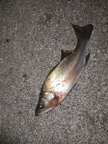 セイゴ（ヒラスズキ）の釣果