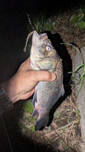 ヘラブナの釣果