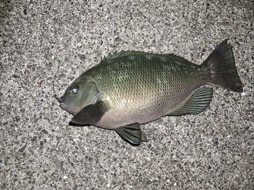 グレの釣果