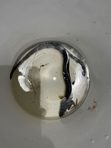 ニホンウナギの釣果