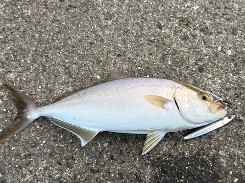 ネイリの釣果