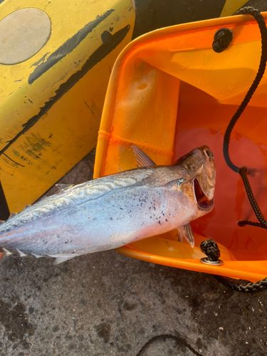 ソウダガツオの釣果