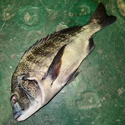 クロダイ