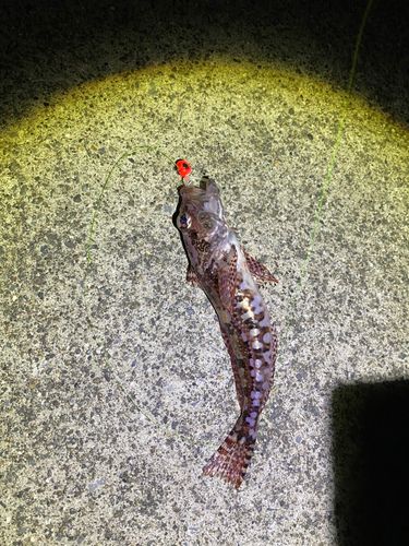 ハゼの釣果