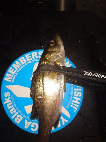 セイゴ（マルスズキ）の釣果