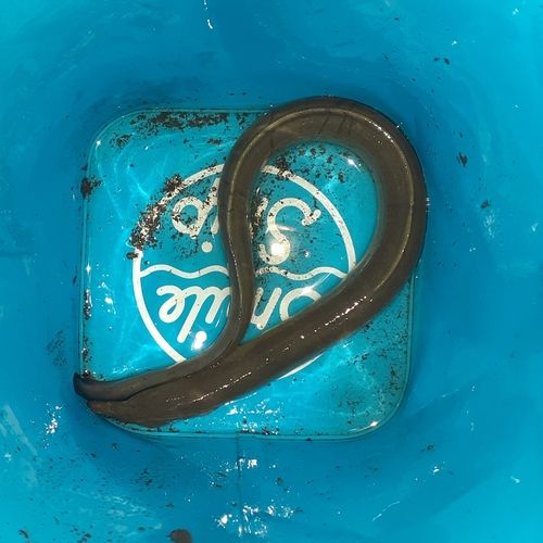 ウナギの釣果