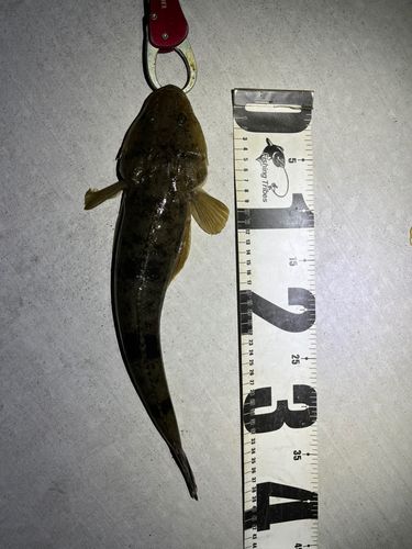 マゴチの釣果