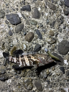 チャイロマルハタの釣果