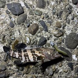 チャイロマルハタ