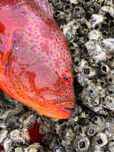 バラハタの釣果