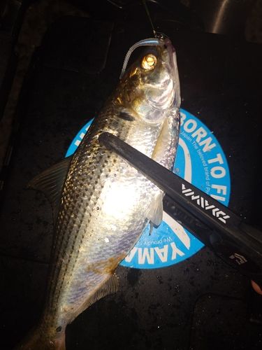 コノシロの釣果