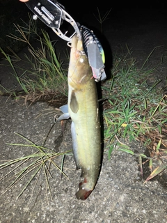 ナマズの釣果