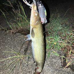 ナマズ