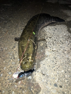 ライギョの釣果