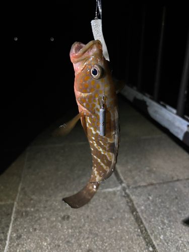 アコウの釣果