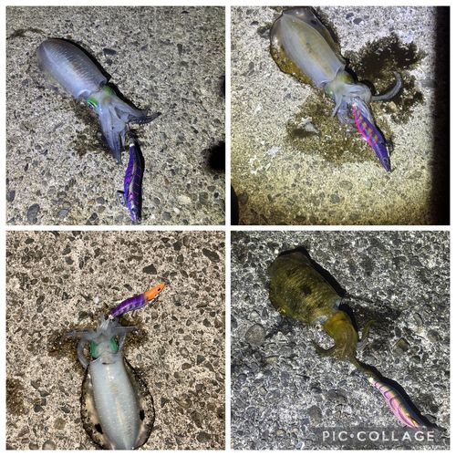 アオリイカの釣果