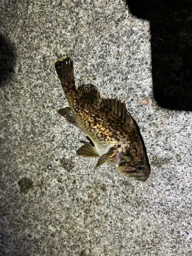 釣果
