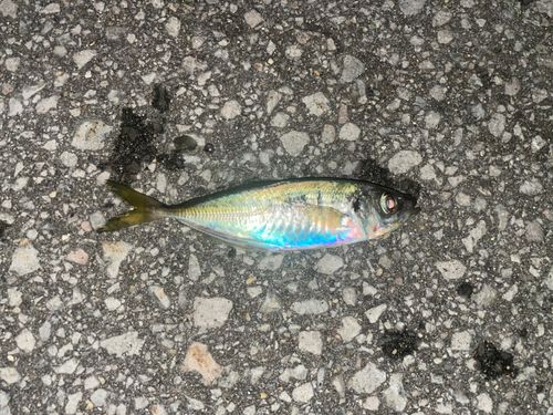 青森湾