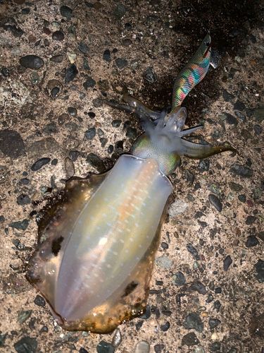 アオリイカの釣果